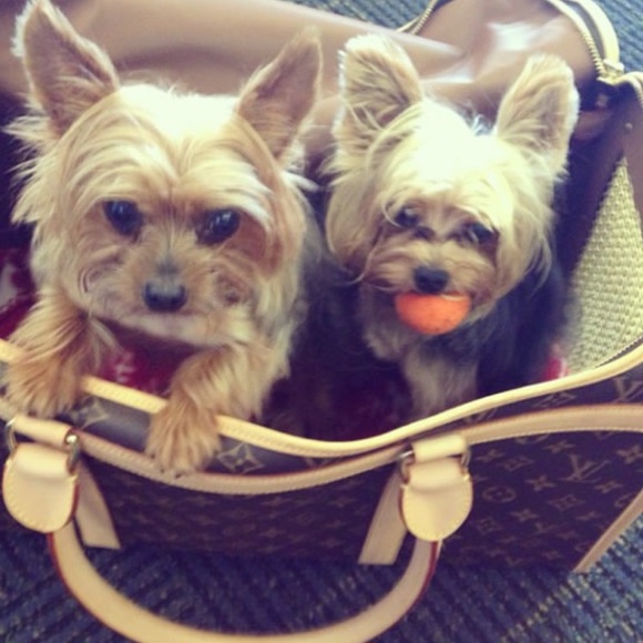 Louis Vuitton Pet Carrier - Picture 5 of 15